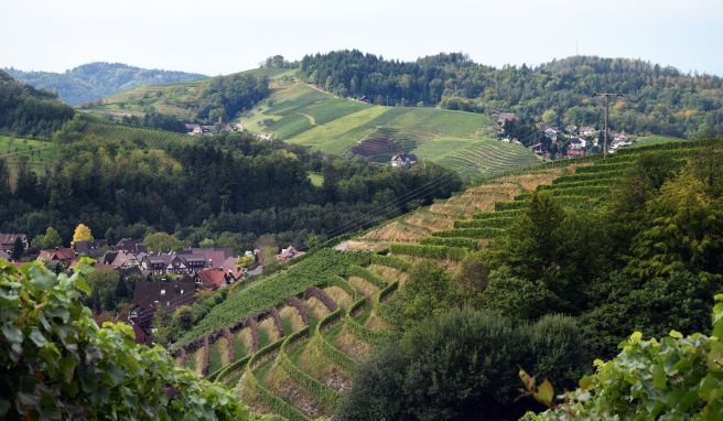 Malerische Gegend und Grundlage guter Tropfen: die Weinberge in der Ortenau. (zu dpa: «Typisch Wein aus der Ortenau: Mal mineralisch, mal elegant»)