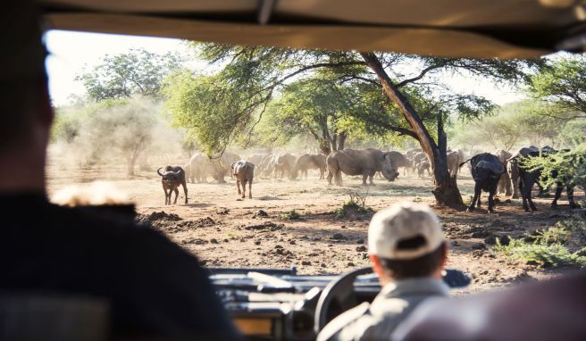Südafrika  Öko-Safari: Wie Luxus-Lodges in Nachhaltigkeit investieren
