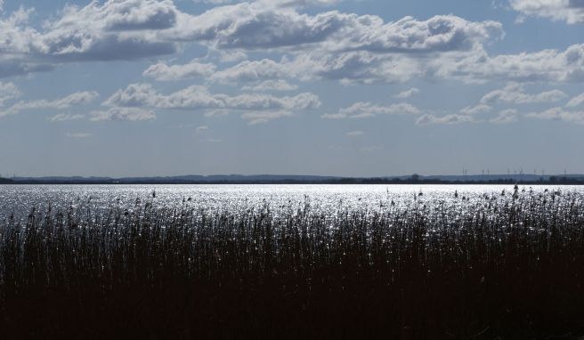 Der Dümmer ist der zweitgrößte See in Niedersachsen und gilt als «Hotspot» der Artenvielfalt, gerade für Vögel. 