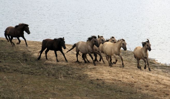 Niederlande  Radler, Rinder und wilde Pferde im Millingerwaard