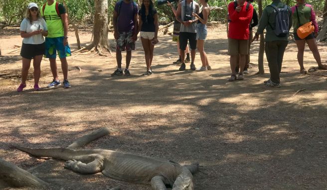 Touristen betrachten aus gebührender Entfernung einen Komodowaran. Rund 1300 Komodo-Drachen gibt es auf der kleinen Insel noch.