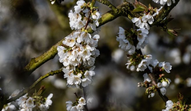 Weiße Pracht: Im nordhessischen Witzenhäuser Land blühen Tausende Kirschbäume und ziehen so viele Besucher an.