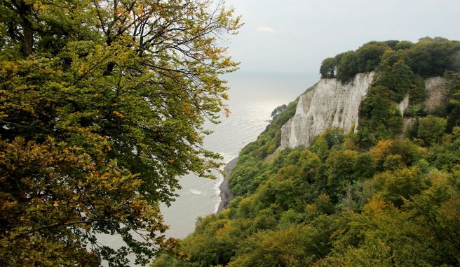 Die berühmten Kreidefelsen locken jedes Jahr viele Besucher in Rügens Nationalpark Jasmund - da will die Natur besonders geschützt werden. 