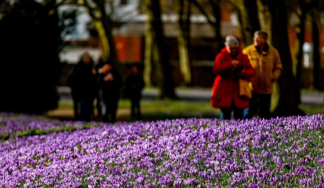 Die Sonne scheint auf die blühenden Krokusse im Husumer Schlosspark. Circa vier Millionen tauchen den Park jedes Frühjahr in ein lilafarbenes Kleid.