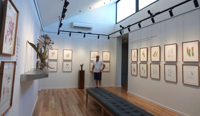 Michael Lutzeyer steht vor Kunstillustrationen seltener, gefährdeter oder endemischer Pflanzenarten, die er in einer Kunstgalerie auf seinem privaten Naturreservat Grootbos ausstellt.