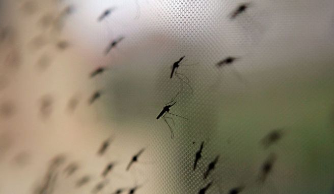 Tropenkrankheit  Malaria-Schutz schon Wochen vor Reise bedenken