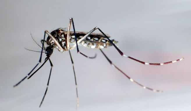 Infektion  Was Reisende über das Dengue-Fieber wissen sollten