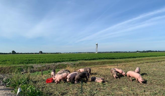 Schweine grasen am Flughafen Schiphol. Sie sollen hier Vögel von den Start- und Landebahnen fernhalten und dadurch helfen, Kollisionen mit Flugzeugen zu verhindern. 
