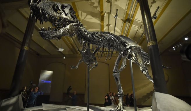 Skelett Tristan Otto ist zwölf Meter lang und vier Meter hoch. 