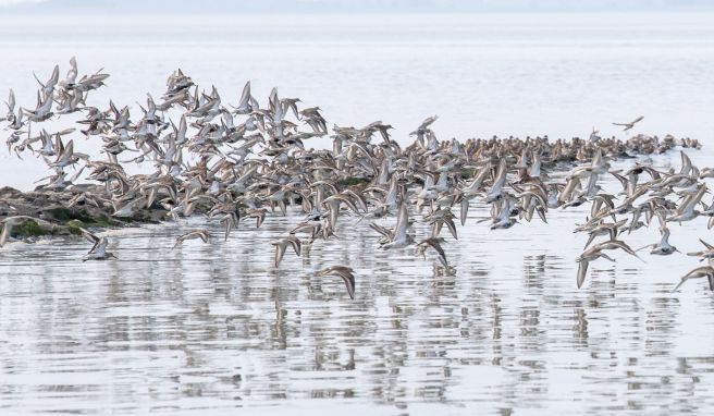 Zugvögel fliegen über das Wattenmeer der Nordseebucht Jadebusen. Mit dem Audioguide «Watt für\'s Ohr» kann man seine Wattwanderung fortan ergänzen. 