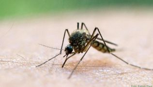 Die Gefahr, durch Mücken mit dem Zika-Virus infiziert zu werden, besteht in vielen Reiseländern. Wie hoch das Risiko ist, verdeutlichen die WHO-Kategorien Die Gefahr, durch Mücken mit dem Zika-Virus infiziert zu werden, besteht in vielen Reiseländern. Wie hoch das Risiko ist, verdeutlichen die WHO-Kategorien