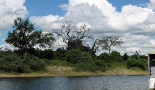 Am River Chobe im gleichnamigen Nationalpark in Botswana##Foto: Wikimedia commons, Someone35 Am River Chobe im gleichnamigen Nationalpark in Botswana