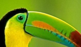 Vögel wie den Tucan beobachtet man häufig in den Regenwäldern von Costa Rica.##Foto:Visit Costa Rica Vögel wie den Tucan beobachtet man häufig in den Regenwäldern von Costa Rica.