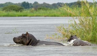 Flusspferde am Kwando River im Caprivi-Zipfel, Namibia##Foto: Flickr.com, Stefan Magdalinski Flusspferde am Kwando River im Caprivi-Zipfel, Namibia
