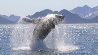 Buckelwal in Alaska - Wale in freier Natur zu sehen ist ein unvergessliches Erlebnis.##Foto: Anchorage Convention Wale in freier Natur zu sehen ist ein unvergessliches Erlebnis