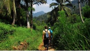 Im Sinharaja Regenwald wandern Touristen durch dichten Urwald. ##Foto: Philipp Laage Im Sinharaja Regenwald wandern Touristen durch dichten Urwald.