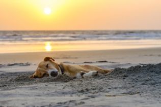 Der Vierbeiner kann sich im Urlaub am Strand erholen oder eine Massage im Hotel genießen Der Vierbeiner kann sich im Urlaub am Strand erholen oder eine Massage im Hotel genießen
