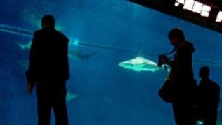 Schaurige Attraktion: Im größten Becken des Aquariums in Genua ziehen diverse Arten von Haien ihre Kreise
