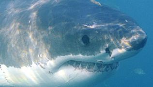 Schwimmer müssen im Meer ihre Umgebung im Auge behalten - nur so können sie auf einen neugierigen Hai frühzeitig reagieren##Foto: Helmut Fohringer Schwimmer müssen im Meer ihre Umgebung im Auge behalten - nur so können sie auf einen neugierigen Hai frühzeitig reagieren