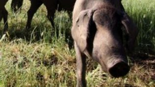 Aus der spanischen Region Extremadura stammen edelste Schinken Die gesamte Region ist berühmt für seinen Schinken.