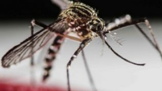 Das Zika-Virus steht im Verdacht, bei Babys Schädelfehlbildungen zu verursachen##Foto: Jeffrey Arguedas Das Zika-Virus steht im Verdacht, bei Babys Schädelfehlbildungen zu verursachen