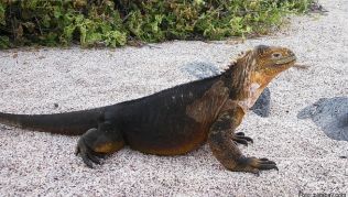 Ein Leguan wärmt sich in der Sonne Ein Leguan wärmt sich in der Sonne