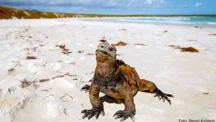Die auf Galápagos endemische Meerechse ist die einzige Leguan-Art, die ihre Nahrung im Meer findet Die auf Galápagos endemische Meerechse ist die einzige Leguan-Art, die ihre Nahrung im Meer findet
