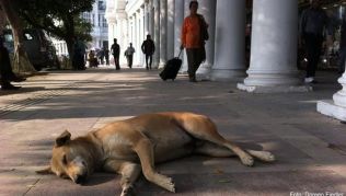 In Indien sterben besonders viele Menschen an Tollwut. Das Virus wird oft durch Straßenhunde übertragen In Indien sterben besonders viele Menschen an Tollwut. Das Virus wird oft durch Straßenhunde übertragen