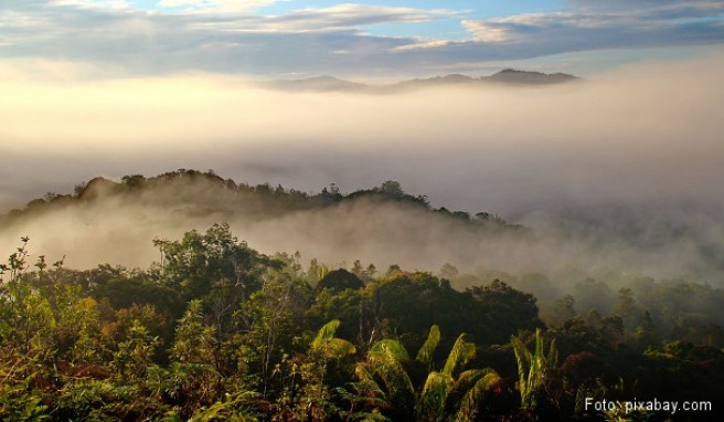 REISE & PREISE weitere Infos zu Borneo: Beste Reisezeit