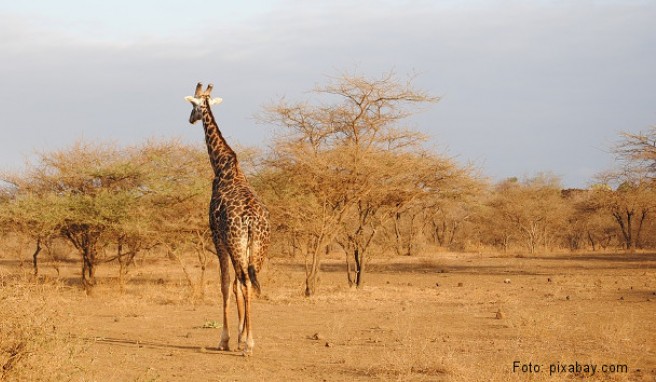REISE & PREISE weitere Infos zu Kenia: Beste Reisezeit