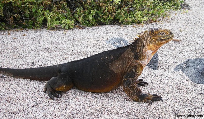 TRAUMINSELN VOR ECUADOR  Tierparadies Galapagos auf eigene Faust entdecken!