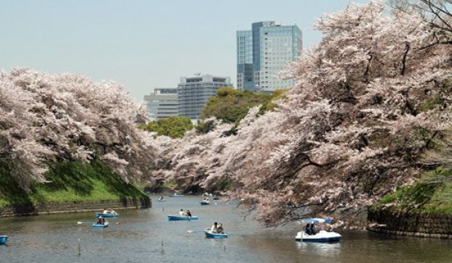 REISE & PREISE weitere Infos zu Kirschblüte in Japan: 5 Orte für erstaunliche rosa Erlebnisse