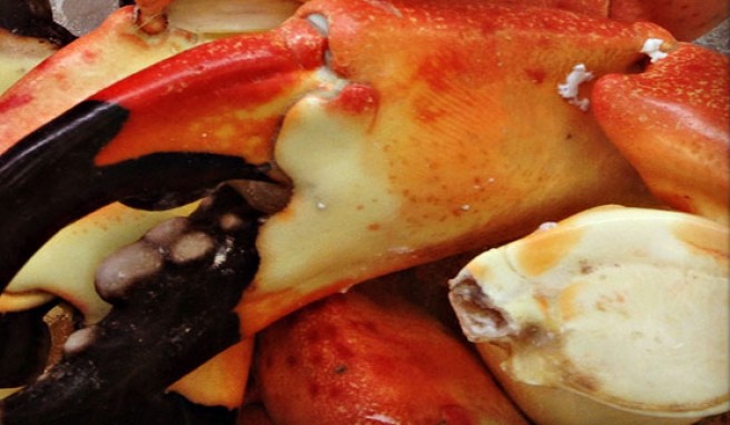 Fine Dining mit Stone Crabs, der köstlichen Seafood-Spezialität von Miami,Florida,  USA