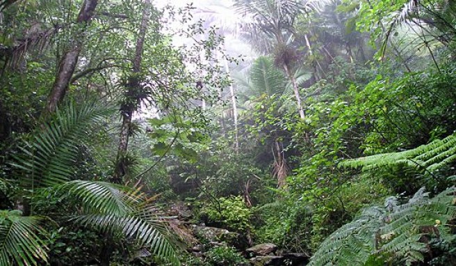 Regenwald von El Yunque in Puerto Rico