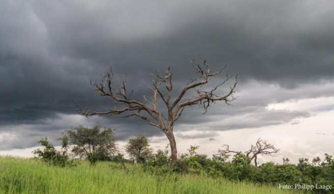 Botswana zur Regenzeit ist für Naturfotografen besonders interessant - die Wolken hängen oft gewitterschwer über der grünen Savanne und sorgen für dramatische Motive