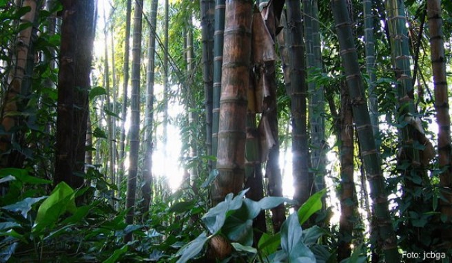 Im Jardin Botanico-Bosque de Guadua kann man riesigen Bambus bestaunen. Dieser botanische Garten ist für seine Artenvielfalt bekannt und punktet mit seinen vielen verschiedenen Orchideen.