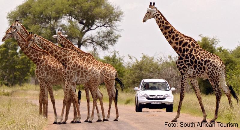 Im Krüger-Park kann es passieren, dass plötzlich eine Gruppe Giraffen vor dem Fahrzeug her spaziert