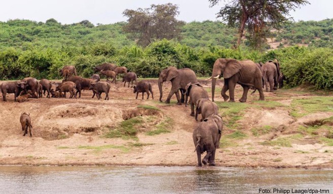 Wildlife im Überfluss: Am Ufer des Kazinga-Kanals lässt sich eine ganze Elefantenherde beobachten