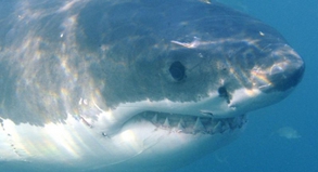 Schwimmer müssen im Meer ihre Umgebung im Auge behalten - nur so können sie auf einen Hai frühzeitig reagieren