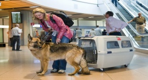 Hund im Gepäck  Reisen mit Haustieren im Trend