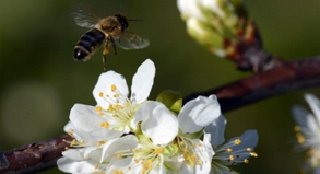 Eine Biene im Landeanflug auf eine Blüte. Verirrt sie sich in die Technik eines Fliegers, gilt das als »außergewöhnlicher Umstand«