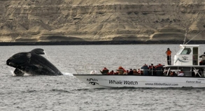 REISE & PREISE weitere Infos zu Patagonien: Wale in der Natur beobachten