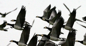 REISE & PREISE weitere Infos zu Reiserecht: Bei Vogelschlag keine Entschädigung