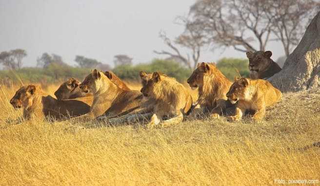 Der größte der »Big Five«: Bei der Safari tauchen die Elefanten manchmal direkt vor der Kühlerhaube auf.