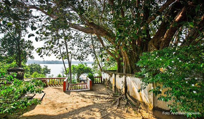 Bodhi Baum, Sri Lanka