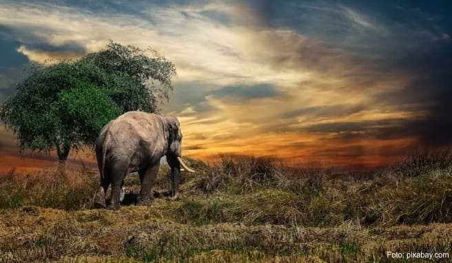 Viele Elefanten zerstören landwirtschaftliche Nutzflächen und stellen für die lokale Bevölkerung eine Bedrohung dar.
