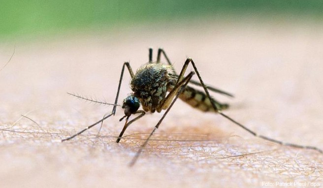 Durch Mücken übertragbar: Die Gelbfiebersaison in Brasilien dauert etwa von Dezember bis Mai