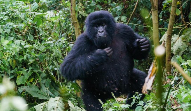 Keine Panik, wenn ein Gorilla mal lauter wird oder schnelle Bewegungen macht - die Ranger kennen die Tiere gut und wissen, wie man sich wann verhalten muss