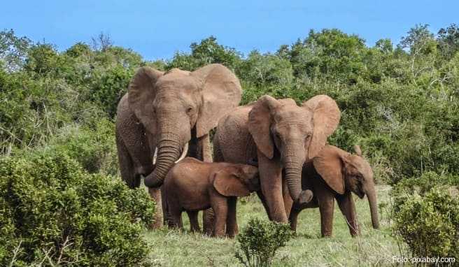 Große Elefantenherden wandern durch das neue, länderübergreifende Naturschutzgebiet Kavango Zambezi Transfrontier Park (KaZa) - ein Touristenmagnet
