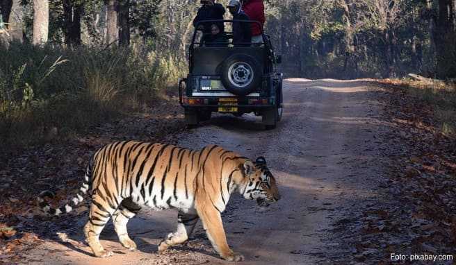 Fotojagd auf den Tiger: Nach langem Suchen, viel Geduld und etwas Glück kommt das Tier vor die Linse